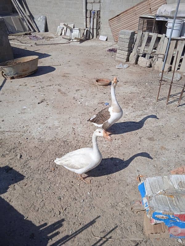 Light suxes female and silky gaint male,guard duck 1