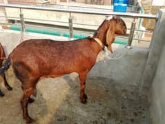 nagra bakri for sale 0328 9128853