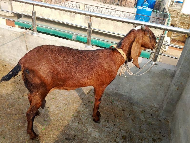 nagra bakri for sale 0328 9128853 1