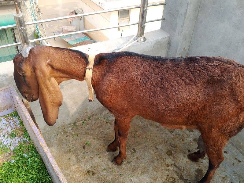 nagra bakri for sale 0328 9128853 2