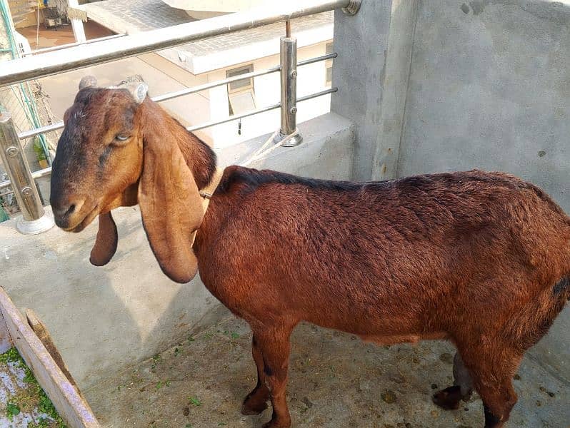 nagra bakri for sale 0328 9128853 3