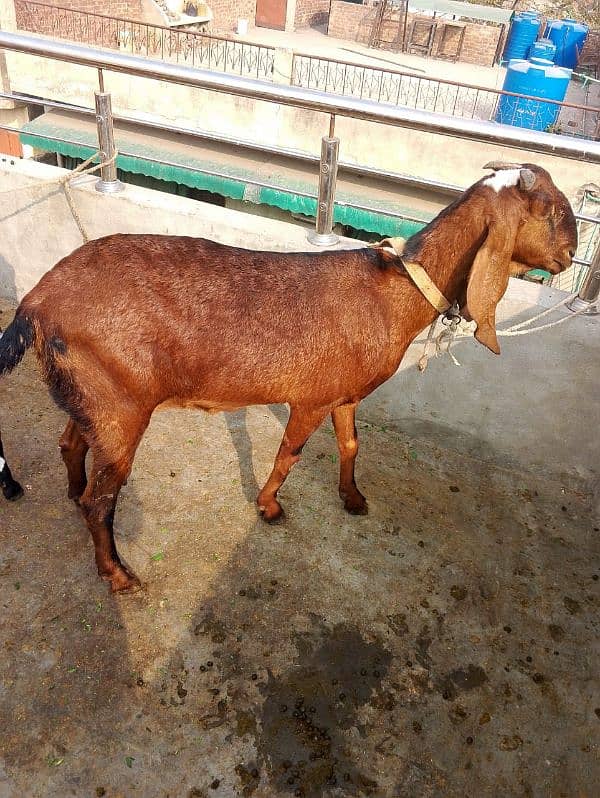 nagra bakri for sale 0328 9128853 4