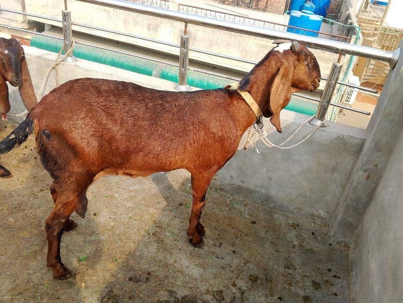 nagra bakri for sale 0328 9128853 5