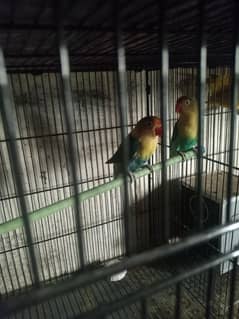 lovebird 2 pair contact 03105626134