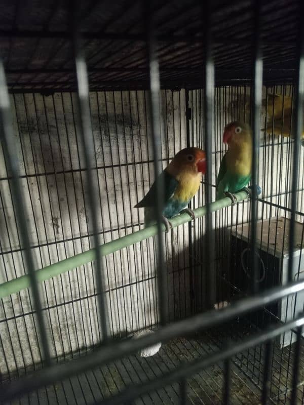 lovebird 2 pair contact 03105626134 0