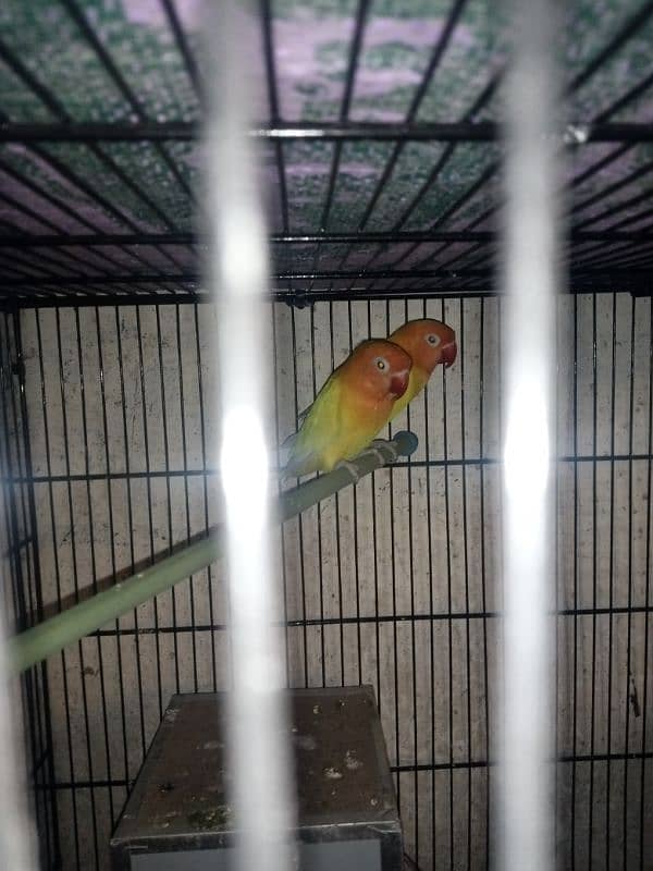 lovebird 2 pair contact 03105626134 1