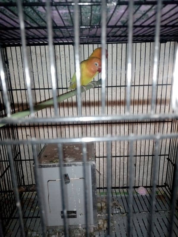 lovebird 2 pair contact 03105626134 4