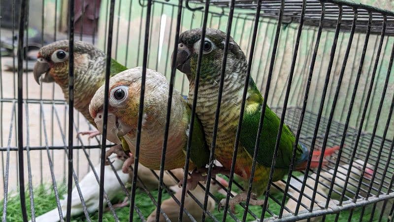 Pineapple and dark green conure read complete description 0