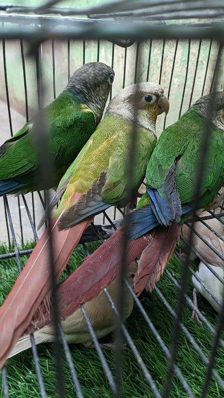 Pineapple and dark green conure read complete description 1