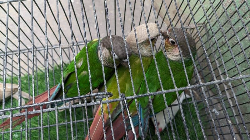 Pineapple and dark green conure read complete description 2