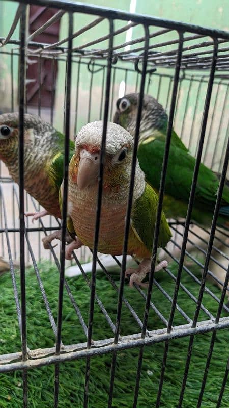 Pineapple and dark green conure read complete description 3