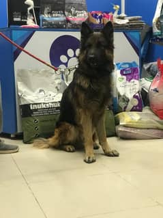 German shepherd long coatMale