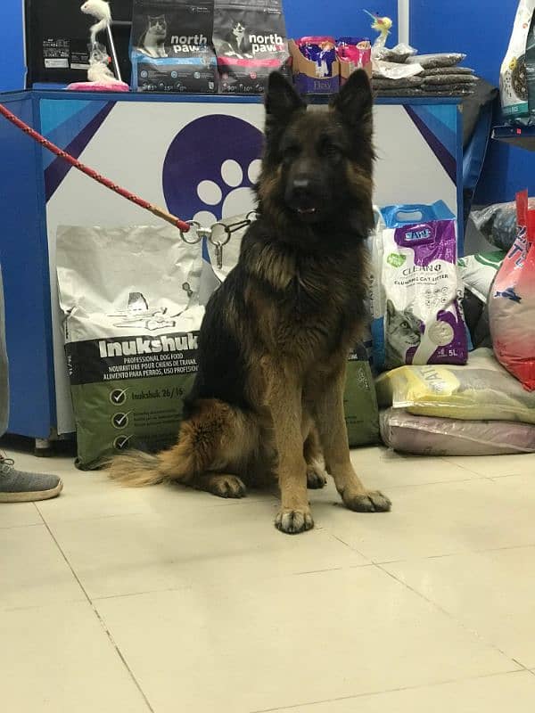 German shepherd long coatMale 0