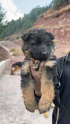 German Shepherd Black Mask Long Coat Female Puppy