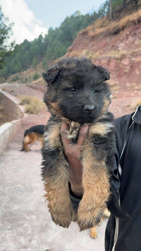 German Shepherd Black Mask Long Coat Female Puppy 0