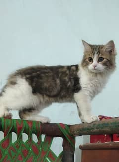 percian kitten age 4month vaccinated litter trand