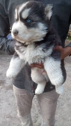 Alaskan malamute puppies