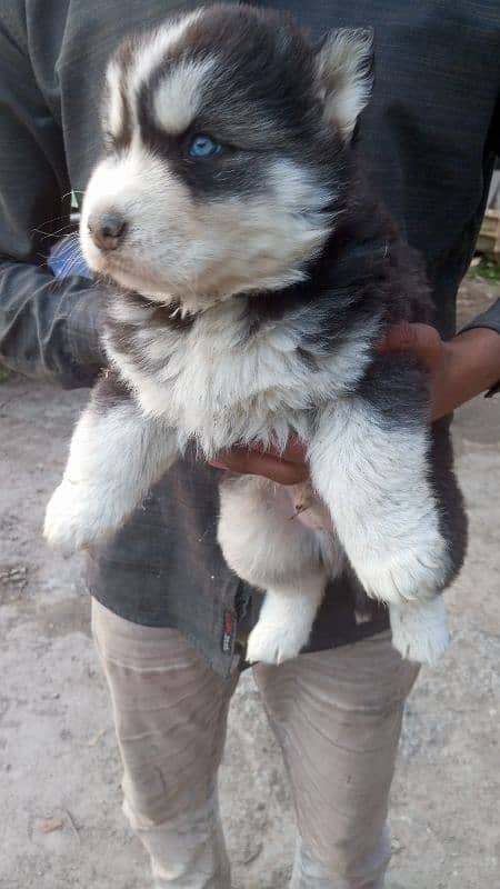 Alaskan malamute puppies 0