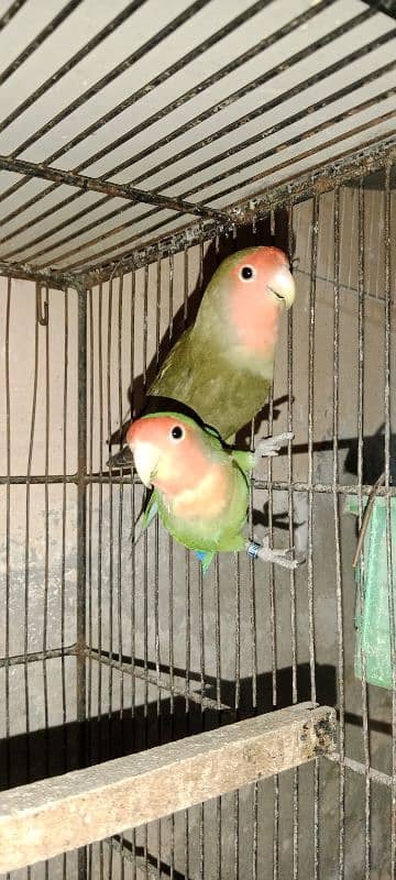 love bird 5