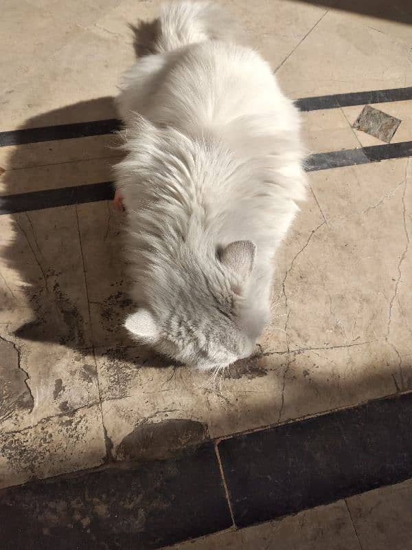 White Persian Pair for Sale 17