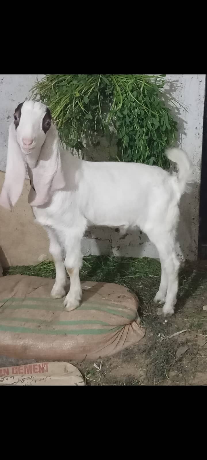 Gulabi kamori bakri or bache 0