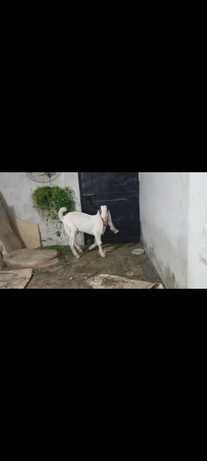 Gulabi kamori bakri or bache 6