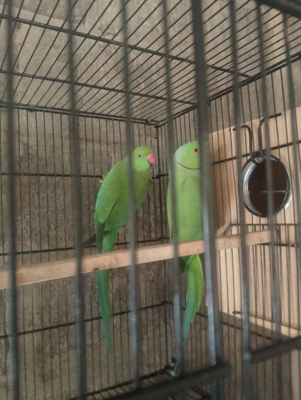 Ringneck parrot bounded pair urgent sell 3.5 years 2