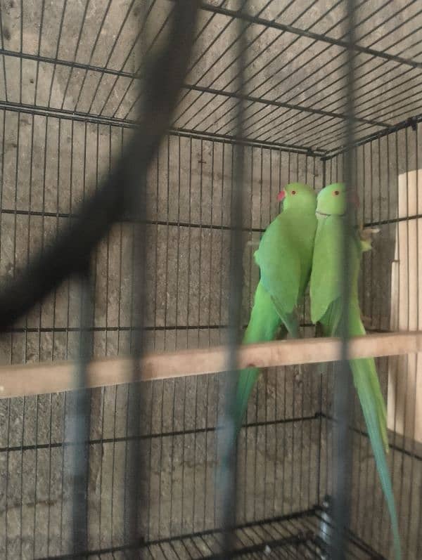 Ringneck parrot bounded pair urgent sell 3.5 years 3