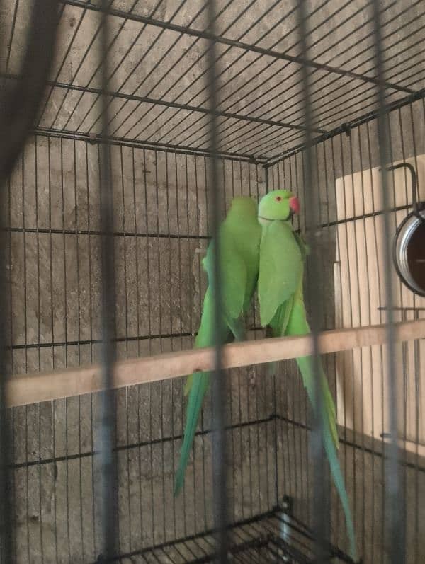 Ringneck parrot bounded pair urgent sell 3.5 years 4