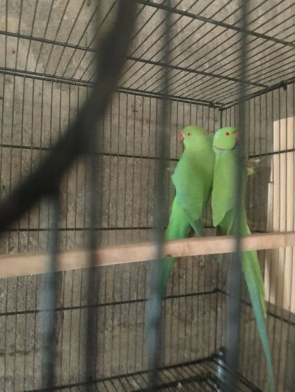 Ringneck parrot bounded pair urgent sell 3.5 years 5