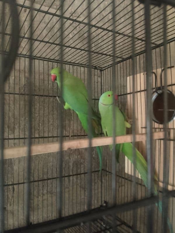 Ringneck parrot bounded pair urgent sell 3.5 years 6