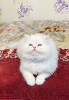 Cat | Persian| kittens | male | female | fancy Cat| Pair| baby O⁠_⁠o