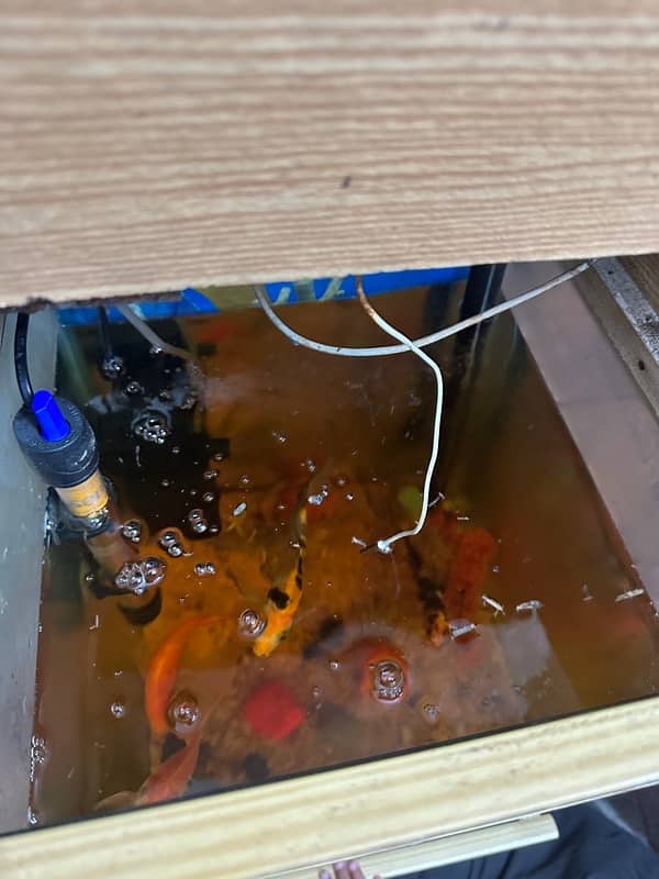 Fish Aquarium For sale with 4 Healthy Fish 1