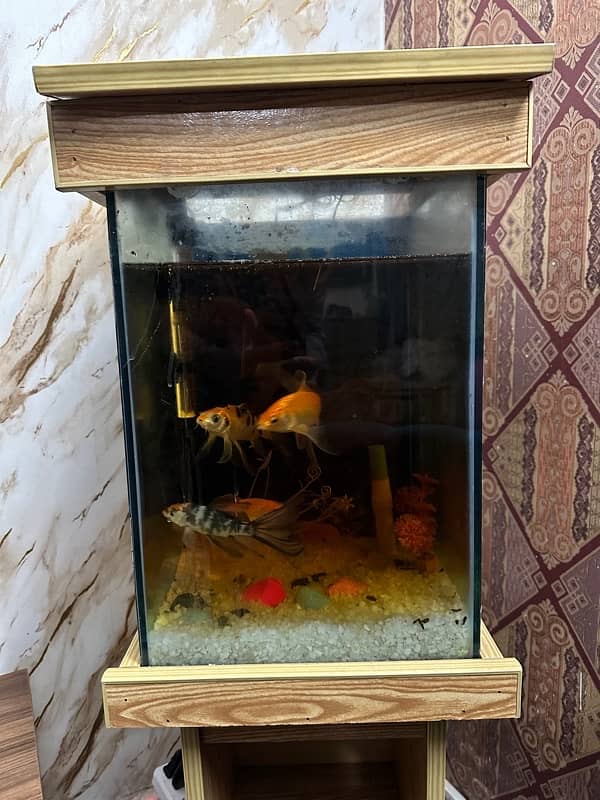 Fish Aquarium For sale with 4 Healthy Fish 3