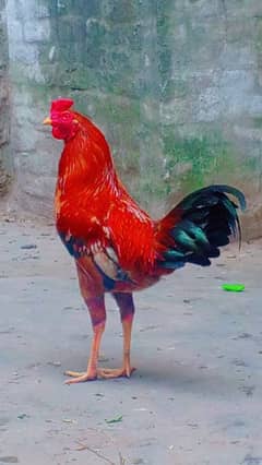 EGG LAYING WITH KURAK HOME BREED PURE DESI