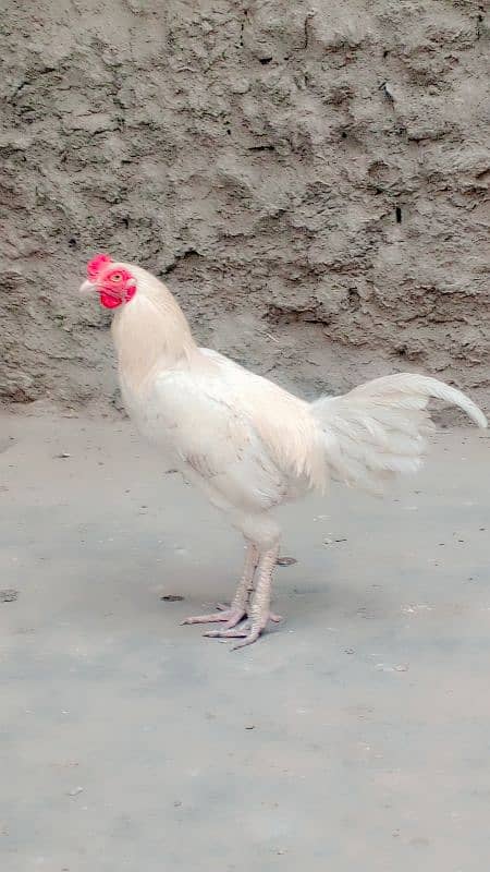 EGG LAYING WITH KURAK HOME BREED PURE DESI 2