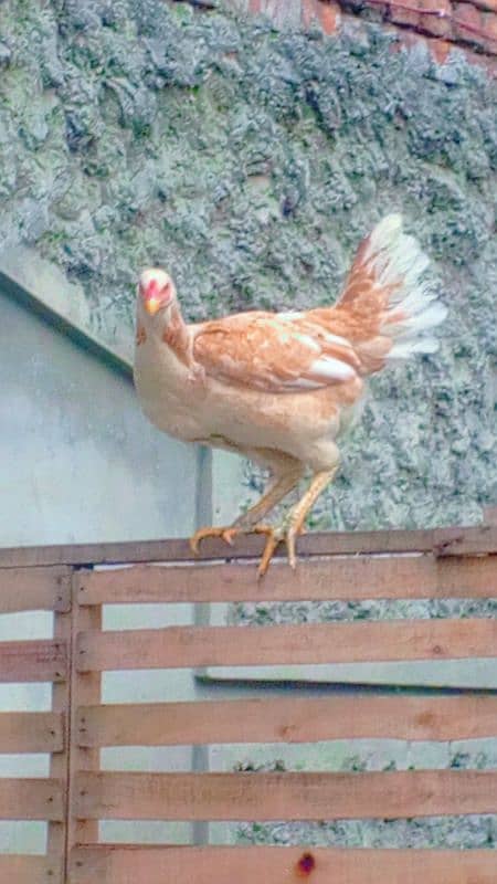 EGG LAYING WITH KURAK HOME BREED PURE DESI 3