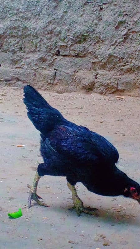 EGG LAYING WITH KURAK HOME BREED PURE DESI 5