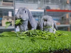 Holland lop | German Lop | Rabbit pair | Cute Bunnies | Rabbit baby