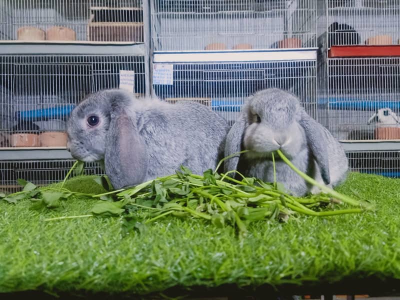 Holland lop | German Lop | Rabbit pair | Cute Bunnies | Rabbit baby ...