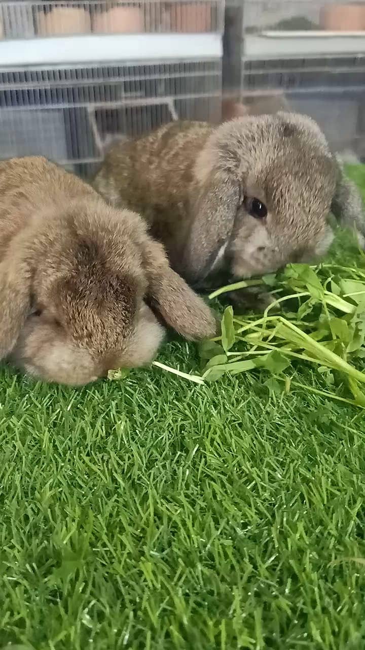 Holland lop | German Lop | Rabbit pair | Cute Bunnies | Rabbit baby ...