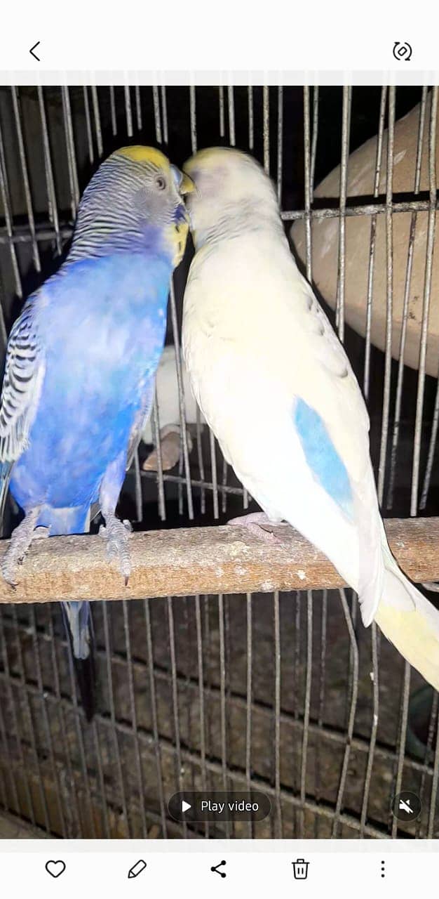 Bajri & love bird 2