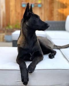 Belgian malinoise Black Gold colour for sale