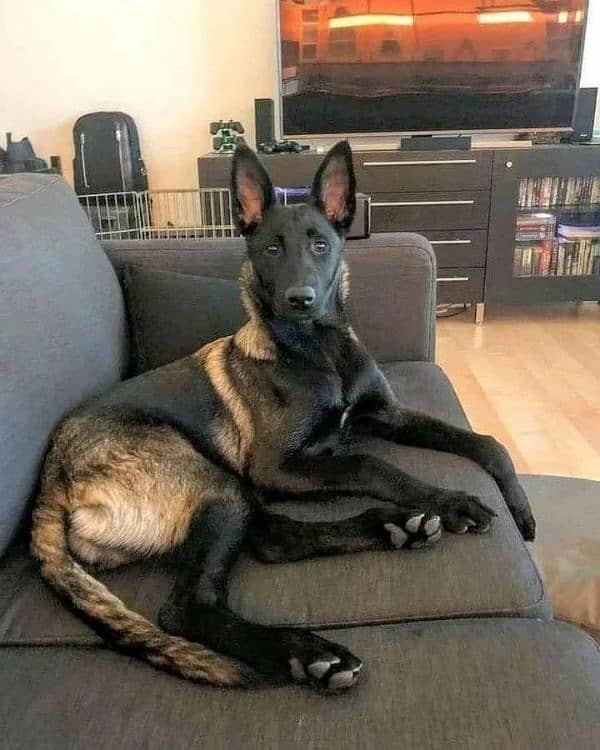 Belgian malinoise Black Gold colour for sale 1