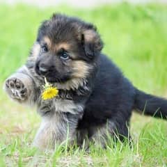 LONG COAT GERMAN SHEPHERD PUPPY