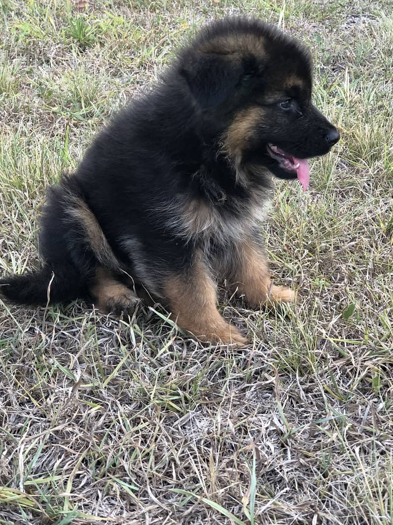 LONG COAT GERMAN SHEPHERD PUPPY 1