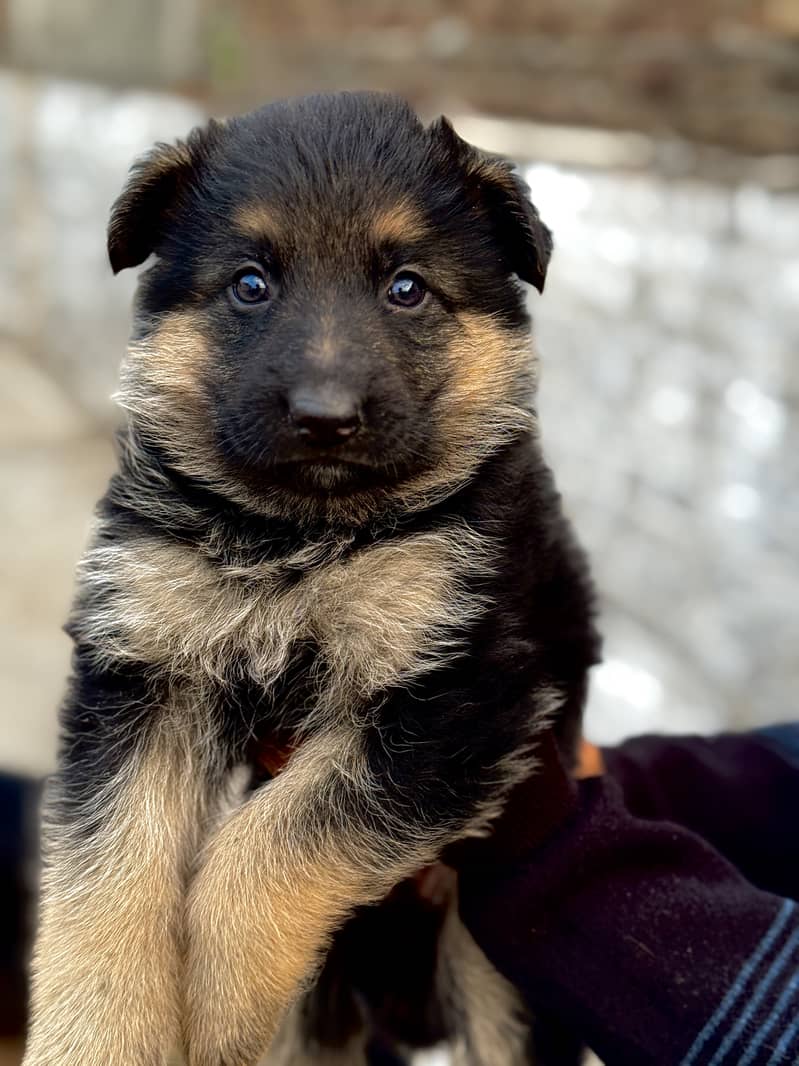 LONG COAT GERMAN SHEPHERD PUPPY 2