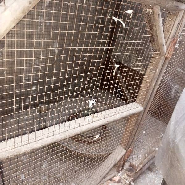 cage for sale serious Byers contact 03201142811 4