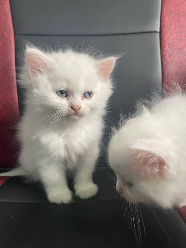 Persian Kittens 0