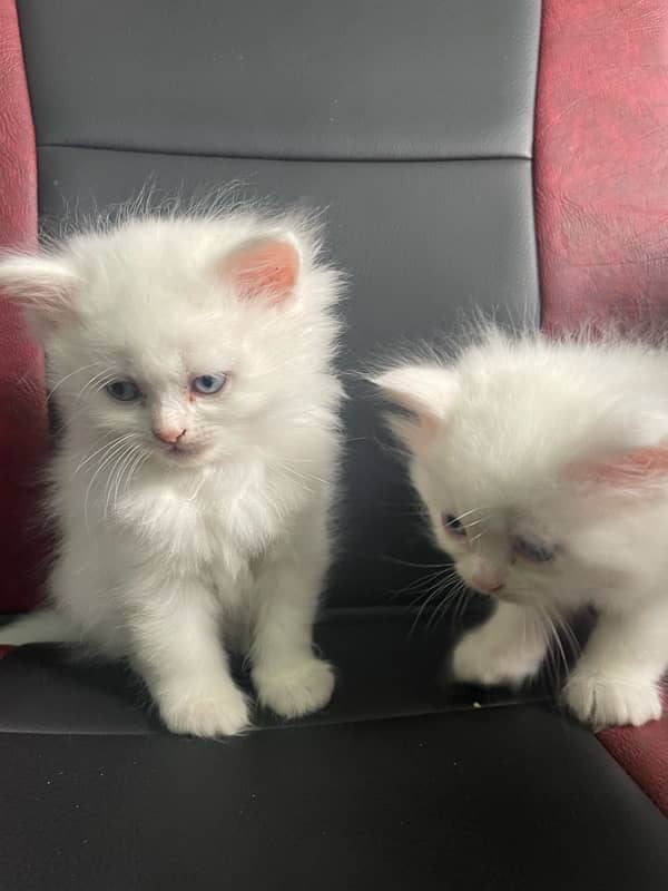 Persian Kittens 1